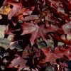 Crimson Sunset Maple #7 - Image 2